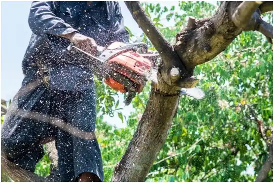 tree services Palouse